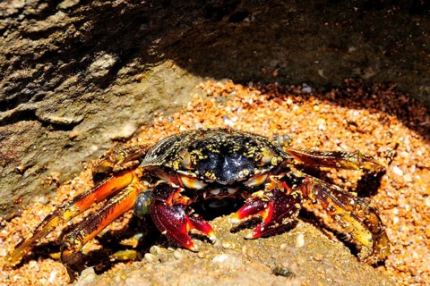 Spider crab (Neosarmatium meinerti) on a rock