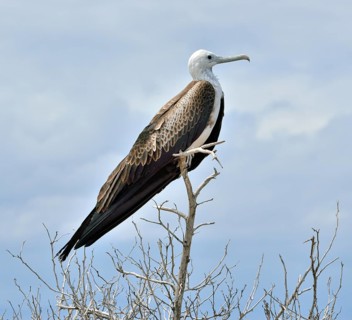 Great frigatebird (Fregata minor)