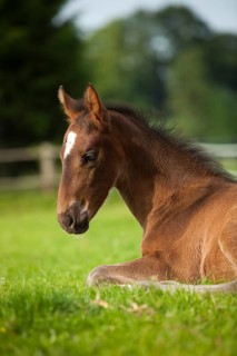 Brown foal