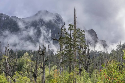 Dead trees in front of mountains with fresh snow