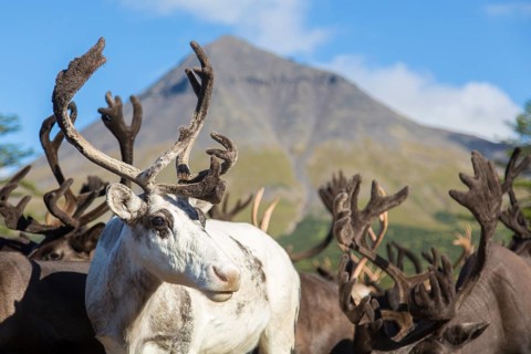 Kamchatka reindeer (Rangifer tarandus phylarchus)