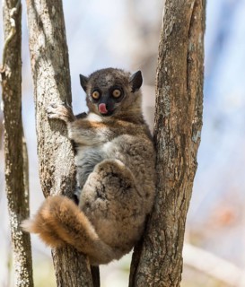 Red-tailed Sportive Lemur (Lepilemur ruficaudatus)