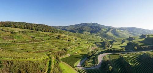 Vineyards