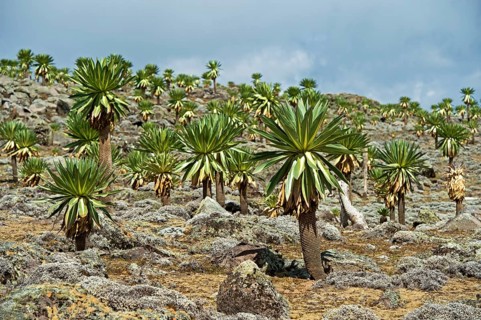 Endemic Giant Lobelias (Lobelia rhynchopetalum) on the Sanetti Plateau