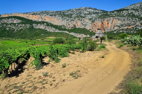Shepherd's cottage in a vineyard