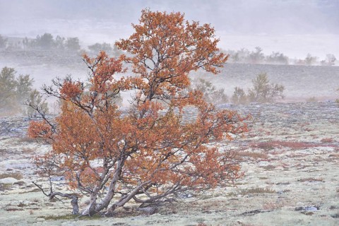 Downy Birch trees (Betula pubescens) and Reindeer Lichen (Cladonia rangiferina)