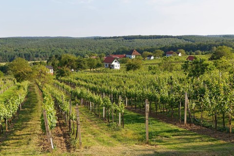 Vineyard Csaterberg