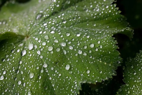 Common Lady's Mantle (Alchemilla vulgaris)