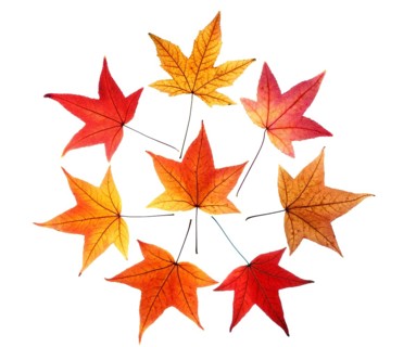 Autumn leaves