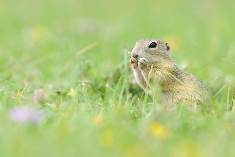 European Suslik or European Ground Squirrel (Spermophilus citellus) feeding on a meadow