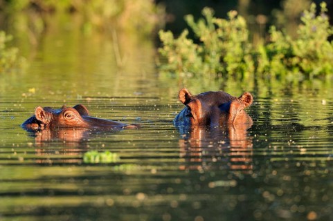 Hippopotamus (Hippopotamus amphibicus)
