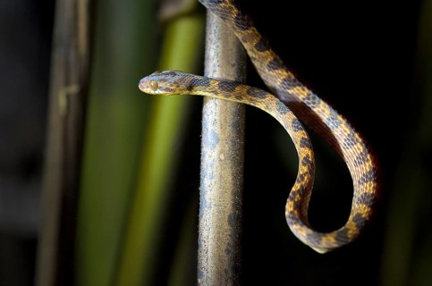 Northern Cat-eyed Snake (Leptodeira septentrionalis)