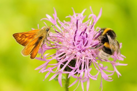 Large skipper (Ochlodes sylvanus) and bumble bee (Bombus terrestris) on a Brown knapweed (Centaurea jacea)