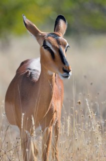 Black-faced Impala (Aepyceros melampus petersi)