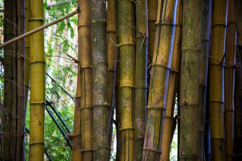 Giant Bamboo (Dendrocalamus giganteus)
