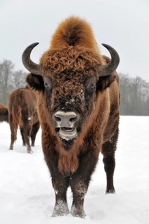 Bison (Bison bonasus) in the snow
