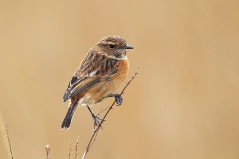 Stonechat (Saxicola rubicola) female sitting on a branch