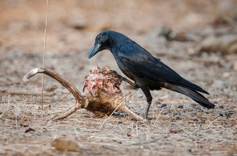 Carrion Crow (Corvus corone) on the skull of a Chital or Cheetal (Axis axis)