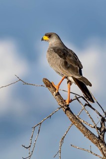 Eastern Chanting Goshawk (Melierax poliopterus)
