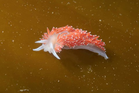 Red-finger Aeolis (Flabellina verrucosa)