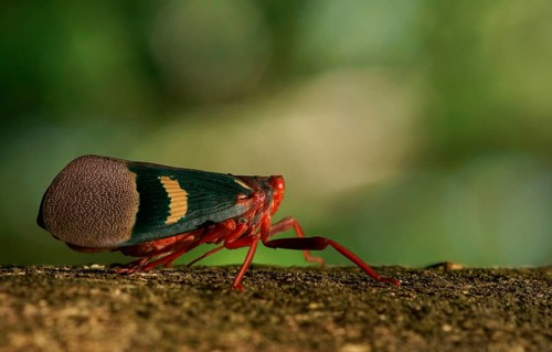 Lantern Bug (Scamandra tethis)