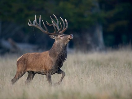 Red Deer (Cervus elaphus)