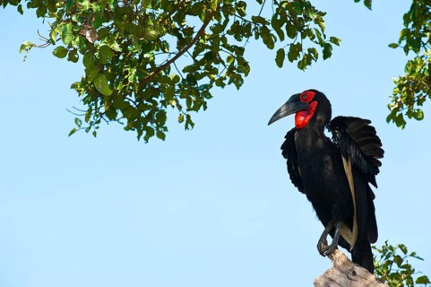 Southern Ground Hornbill (Bucorvus leadbeateri)
