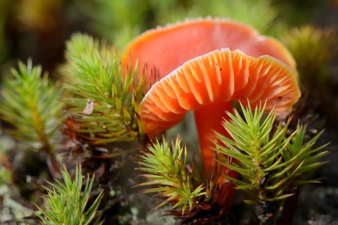 Honey Waxcap (Hygrocybe reidii)
