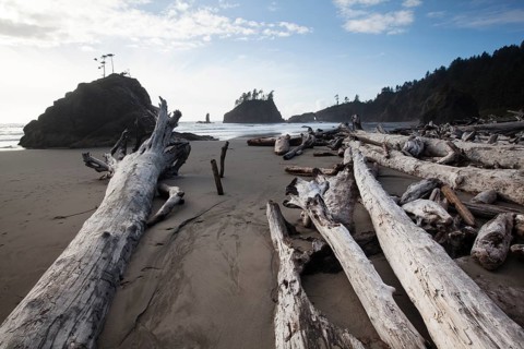 Driftwood at Second Beach in Olympic National Park