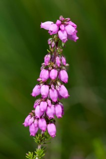 Heather-bell (Erica cinerea 'Rosi')