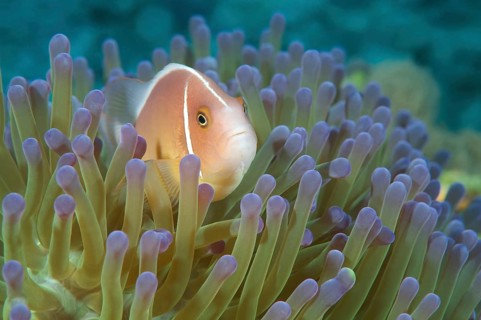 Pink Skunk Clownfish or Pink Anemonefish (Amphiprion perideraion)