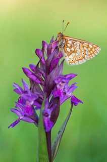 Marsh Fritillary (Euphydryas aurinia)