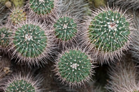 Cacti (Mammillaria compressa)