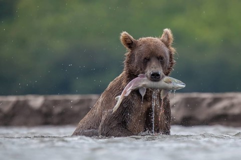 Brown bear (Ursus arctos)