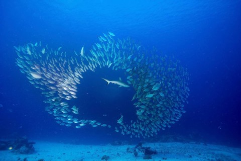 Grey Reef Shark (Carcharhinus amblyrhynchos) hunting a shoal of Oxeye Scads (Selar boops)