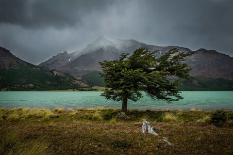 Tree in a storm