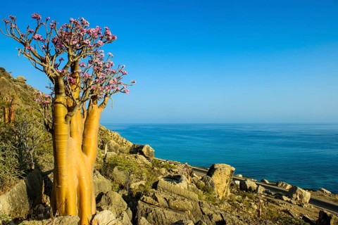 Bottle Tree (Adenium obesum) in bloom