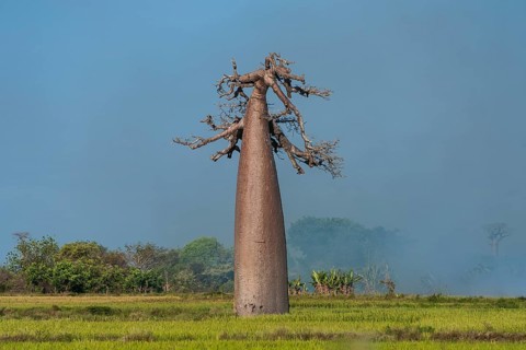 Avenue of the Baobabs
