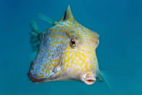 Humpback turretfish (Tetrosomus gibbosus)