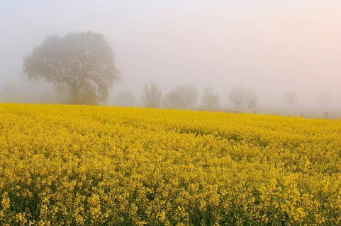 Blooming rapeseed field in front of trees in fog at dawn