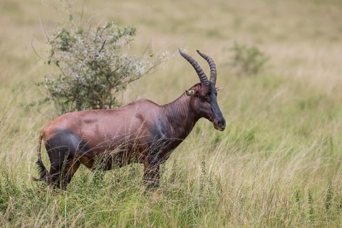 Topi (Damaliscus korrigum)