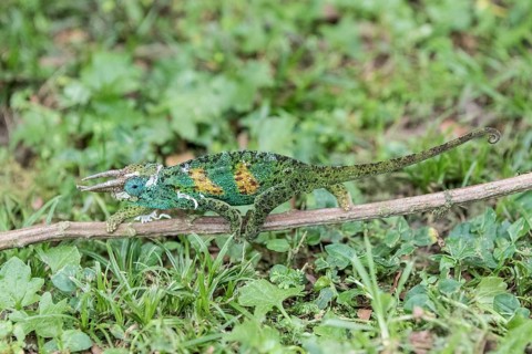 Jackson's Chameleon (Trioceros jacksonii)