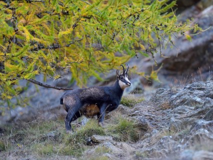 Chamois (Rupicapra Rupicapra)