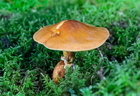 Greville's Bolete