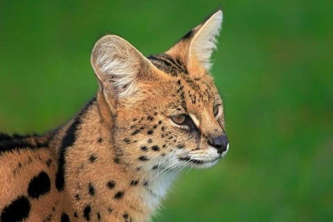 Serval (Leptailurus serval)