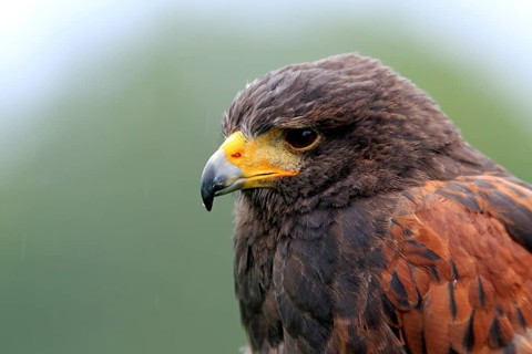 Harris's Hawk (Parabuteo unicinctus)