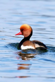 Red-crested pochard (Netta rufina)
