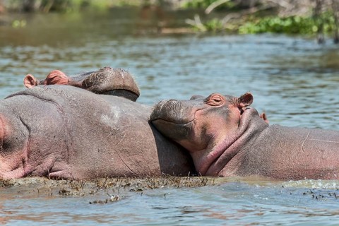 Hippos (Hippopotamus amphibius)