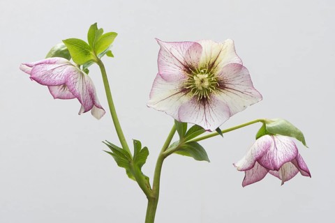 Lenten rose (Helleborus orientalis hybrids 'Picotee')