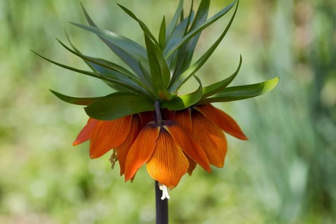 Crown imperial (Fritillaria imperialis)